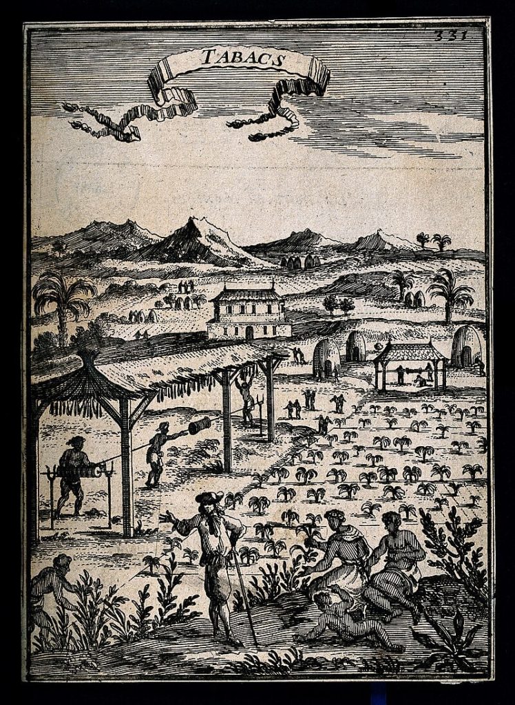 Slaves shown working on a tobacco plantation in the 17th century, with a white man overseeing their work.