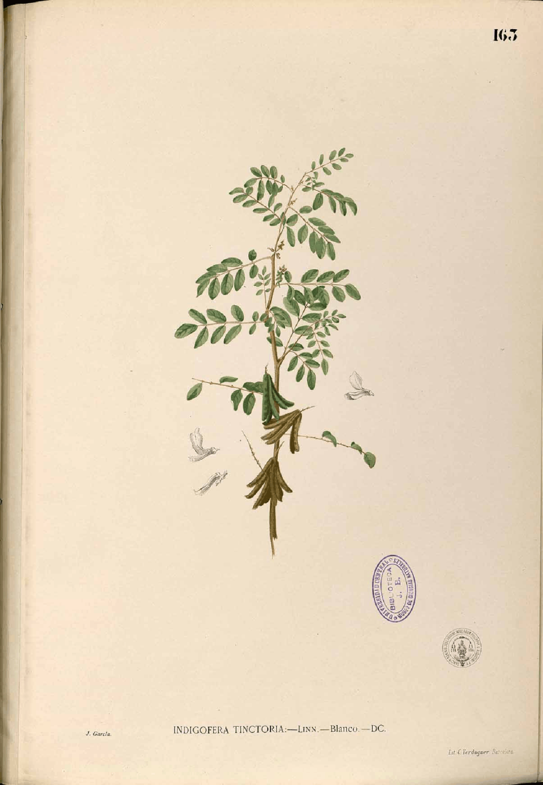 Indigo Rice Southern Colonies Economy - Explained - AmericanRevolution.org